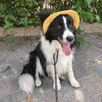 Fashionable Pet Dog Hat with Adjustable Sun Protection XS to XL Size for Small Medium Large Dogs Pet Outdoor Suppies Accessories